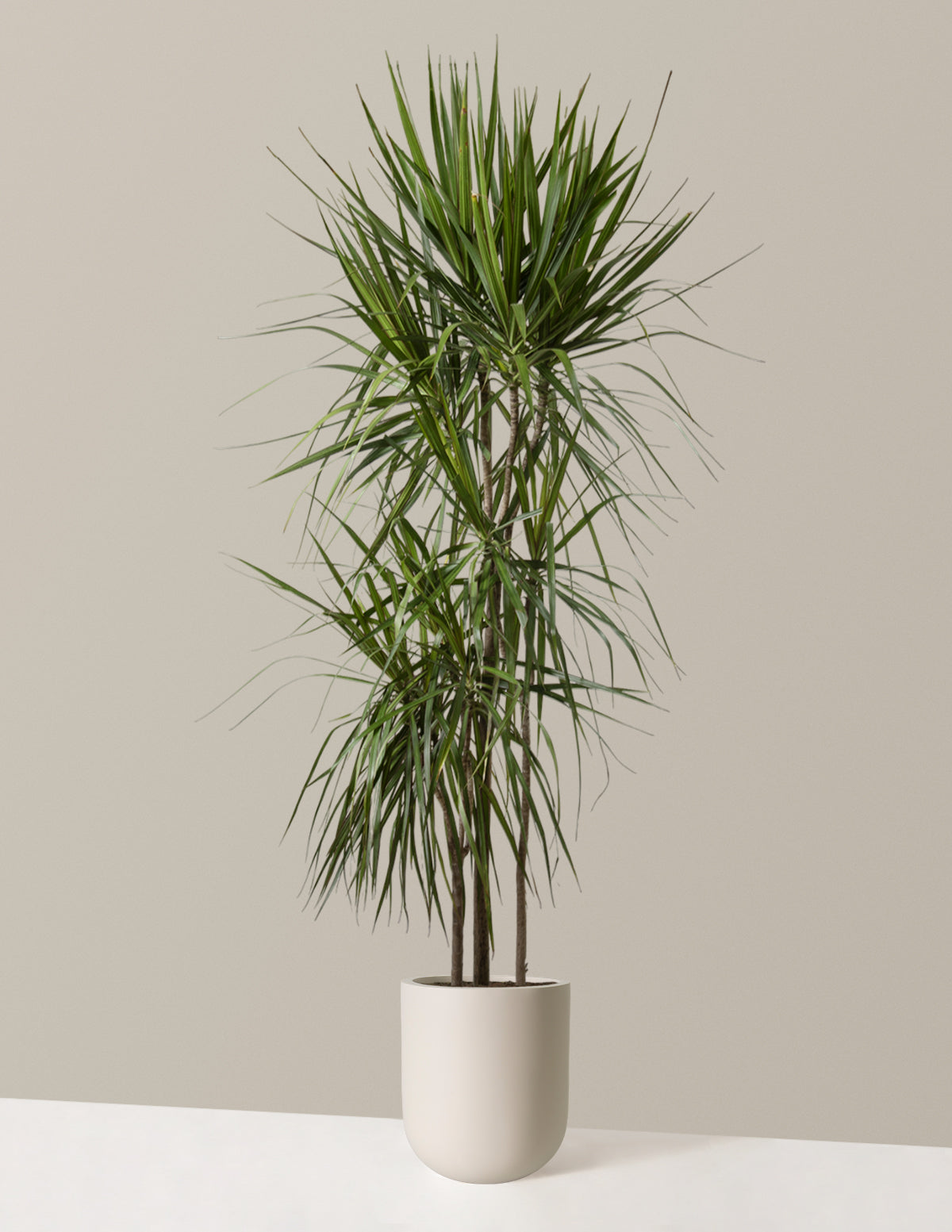 Large Dracaena Marginata Tree