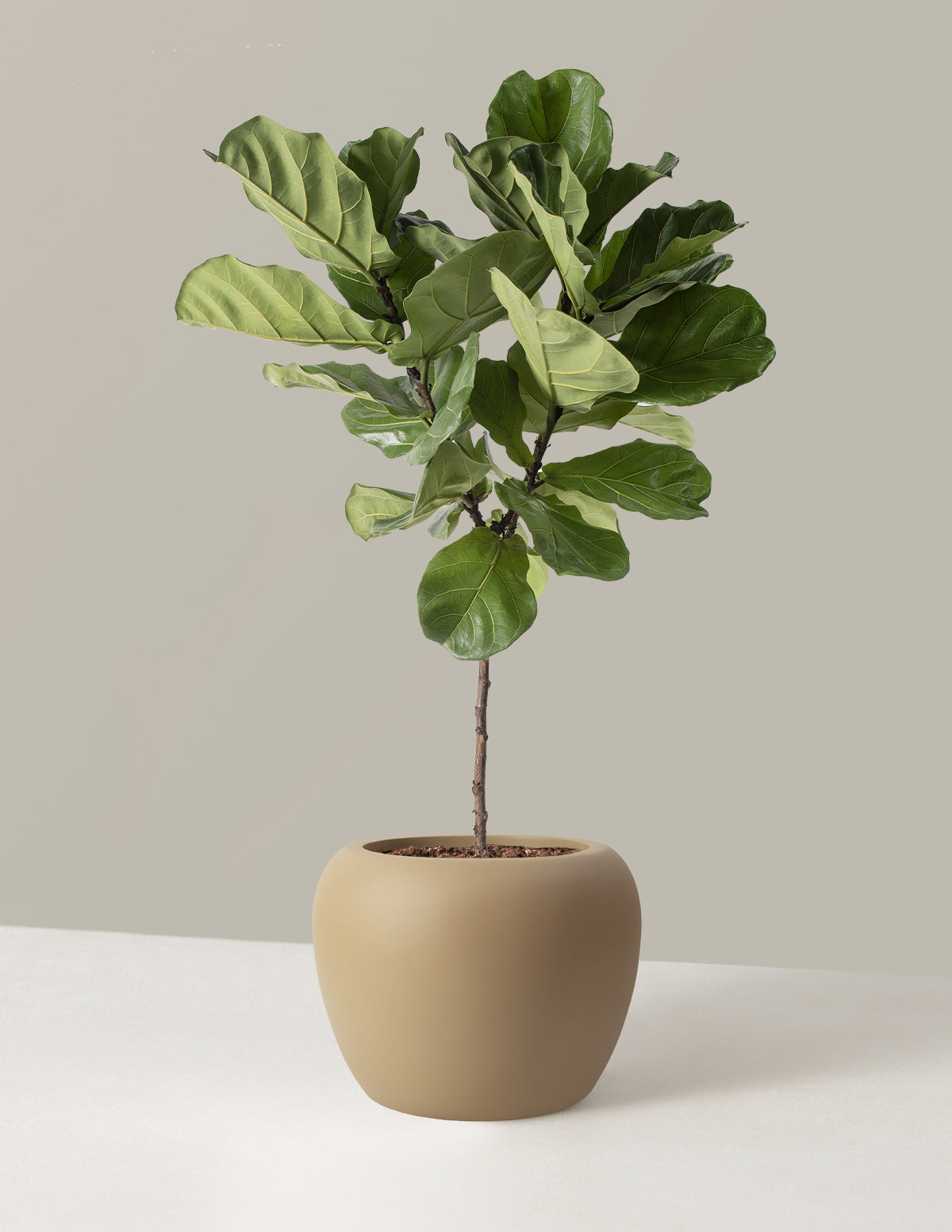 Large Fiddle Leaf Fig Tree