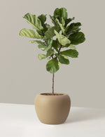 Large Fiddle Leaf Fig Tree