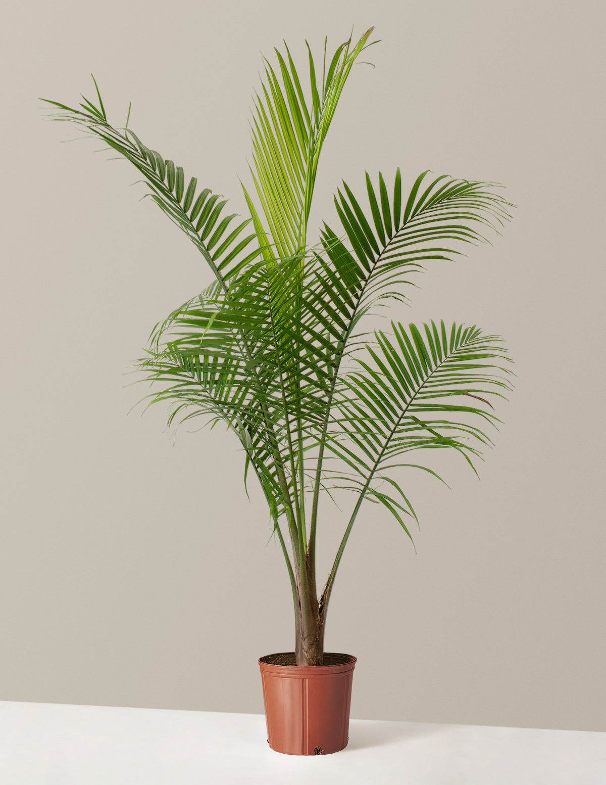 Large Majesty Palm