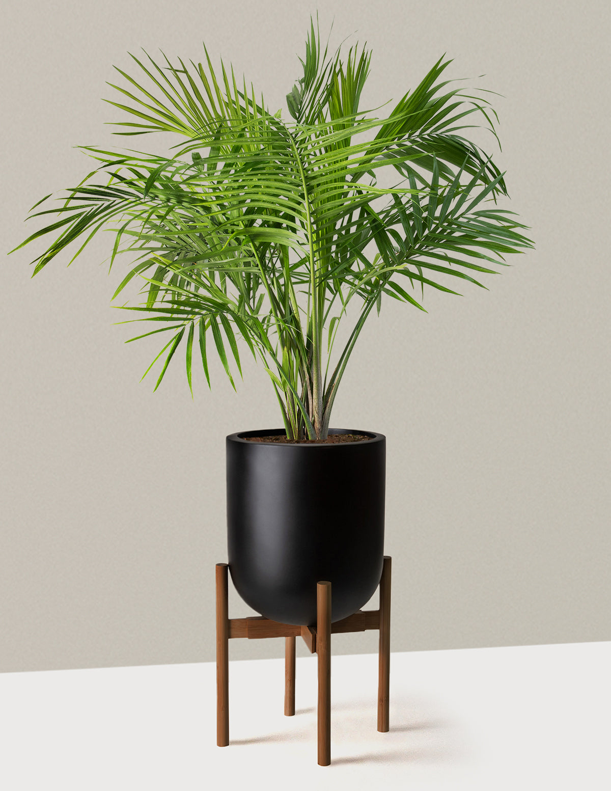https://cdn.shopify.com/s/files/1/0150/6262/files/the-sill_Large-Majesty-Palm_Large_Pallas_plant-stand_dark-bamboo_black_Variant.jpg?v=1704265155