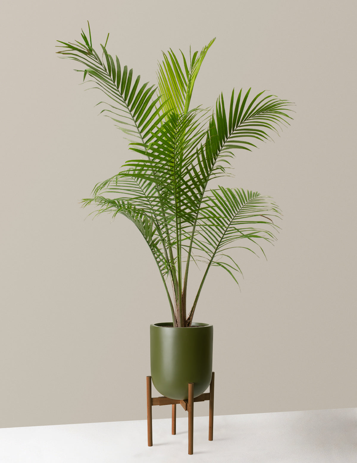https://cdn.shopify.com/s/files/1/0150/6262/files/the-sill_Large-Majesty-Palm_Large_Pallas_plant-stand_dark-bamboo_green_variant.jpg?v=1703280402