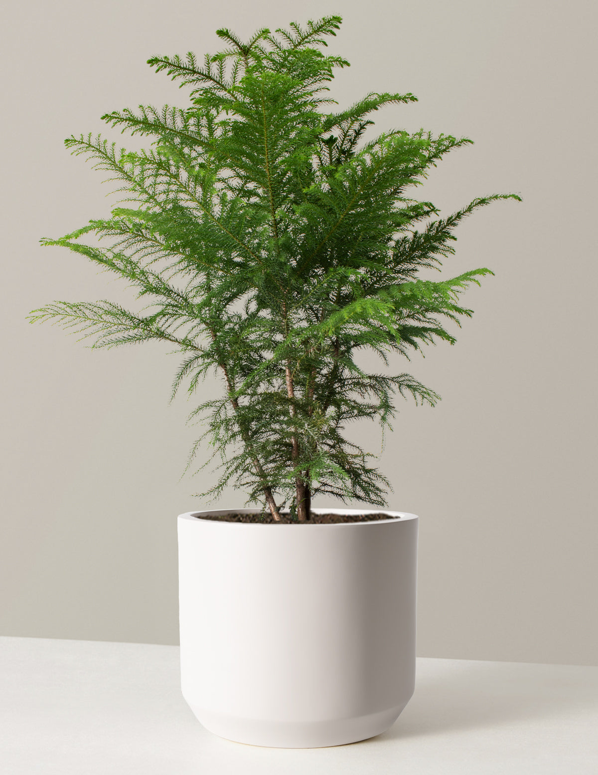 Large Norfolk Island Pine