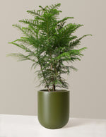 Large Norfolk Island Pine