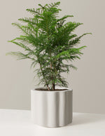 Large Norfolk Island Pine