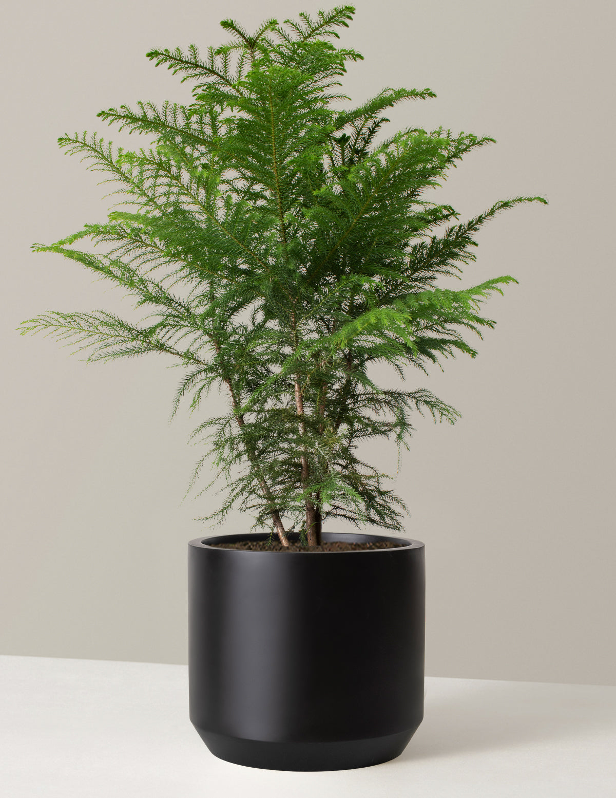 Norfolk Island Pine The Sill Base Color: Terracotta