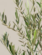 Large Olive Tree