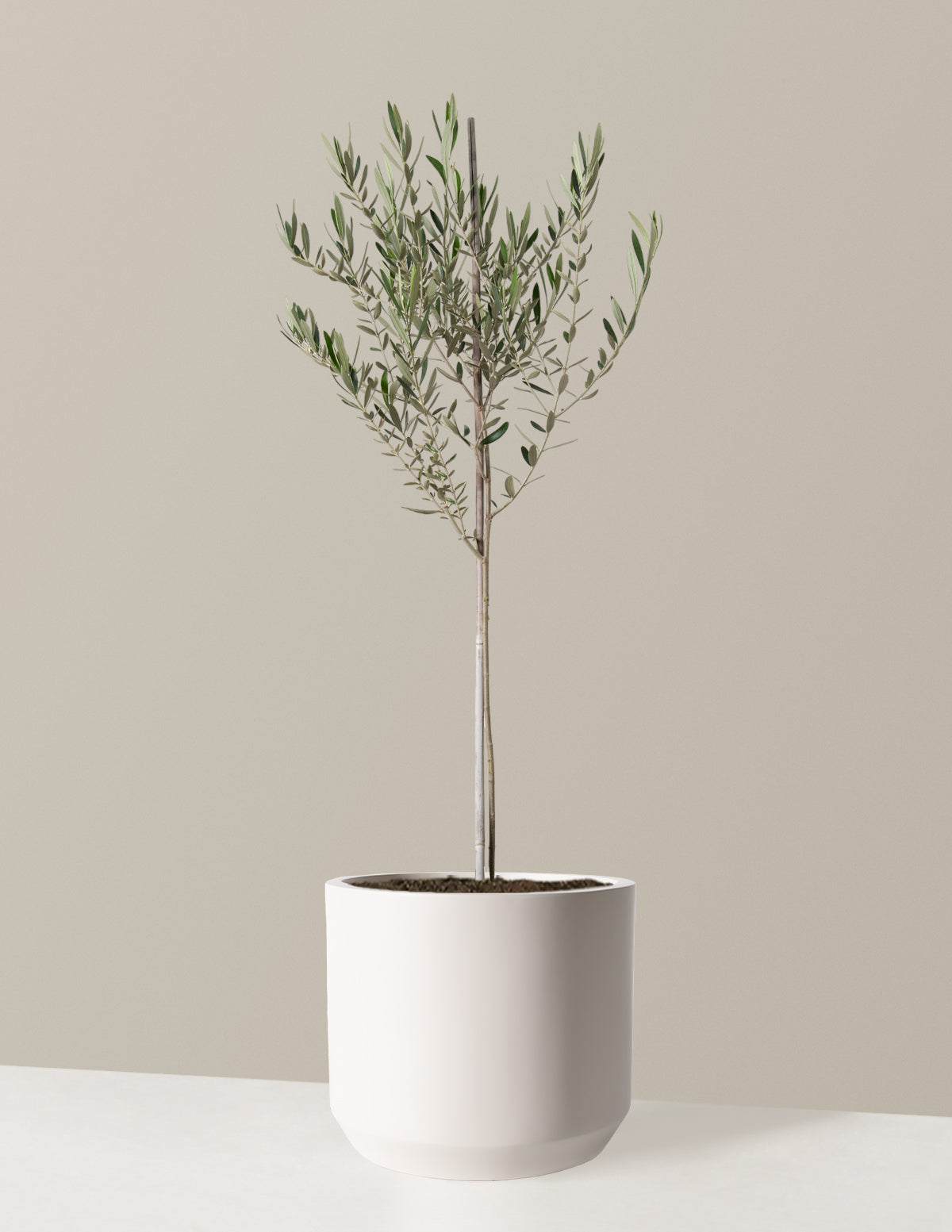 Large Olive Tree Houseplants in White - The Sill