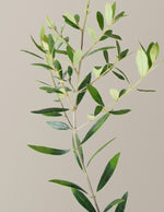 Large Olive Tree