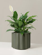 Large Peace Lily