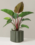 Large Philodendron Rojo Congo