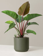 Large Philodendron Rojo Congo