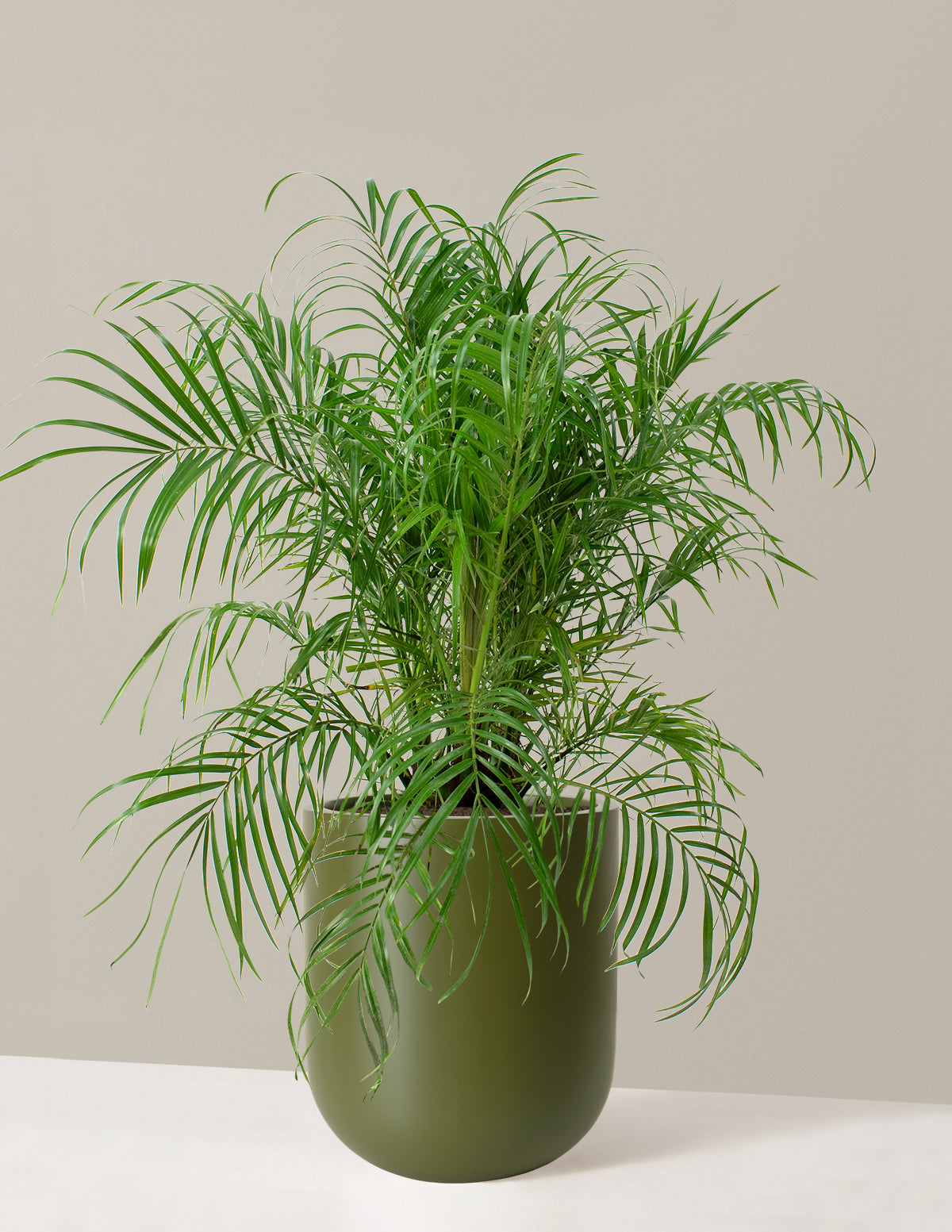 bamboo palm indoor plant