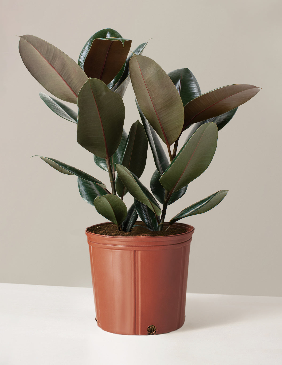 Large Rubber Tree, Indoor Plants and Houseplants for Delivery