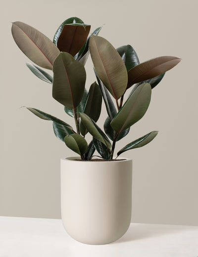 The Rubber Plant Care Guide - Ficus Elastica