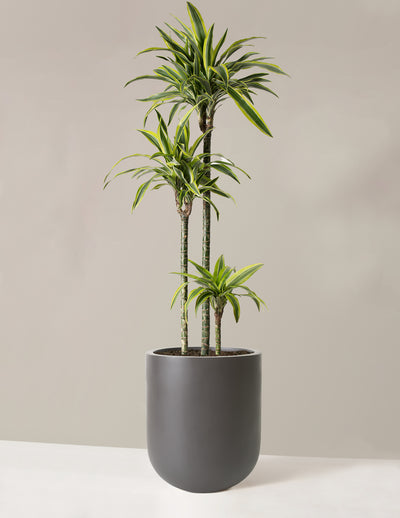 Large Dracaena Lemon Lime