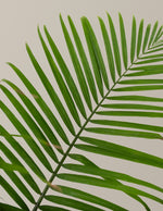 Large Majesty Palm