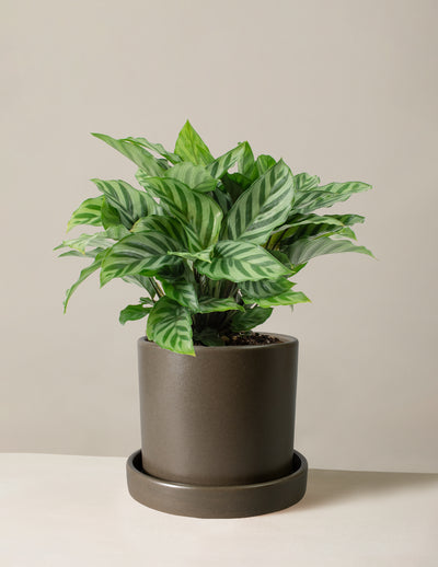 Calathea Freddie