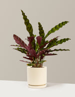 Calathea Rattlesnake