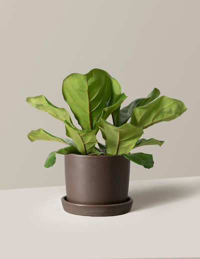 Fiddle Leaf Fig