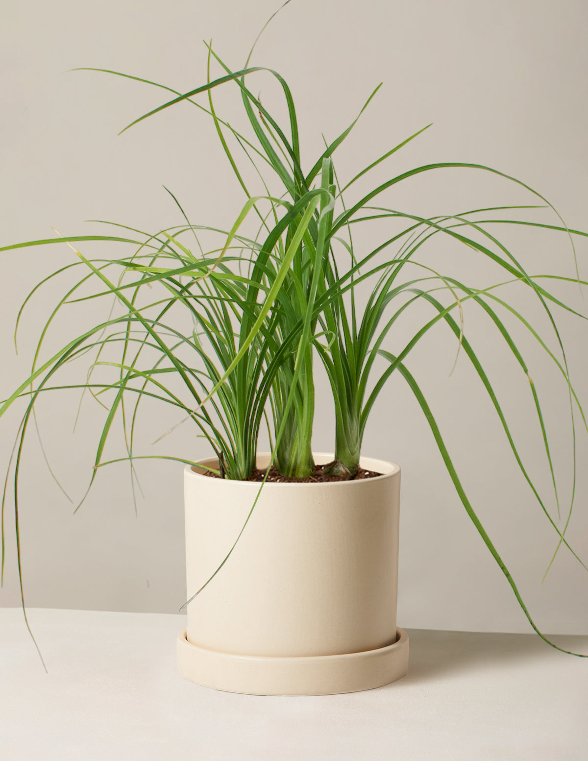 Ponytail Palm