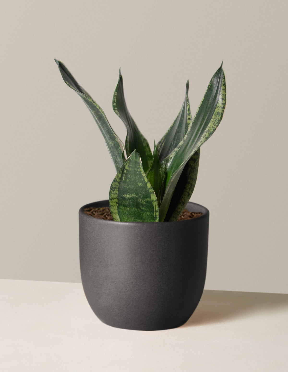 Snake Plant Silver Flame