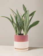 Snake Plant ‘Sayuri’