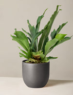 Staghorn Fern