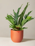 Staghorn Fern