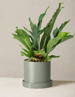 Staghorn Fern