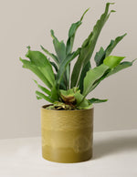 Staghorn Fern