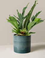 Staghorn Fern