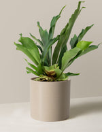 Staghorn Fern