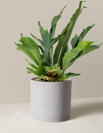 Staghorn Fern