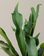 Staghorn Fern