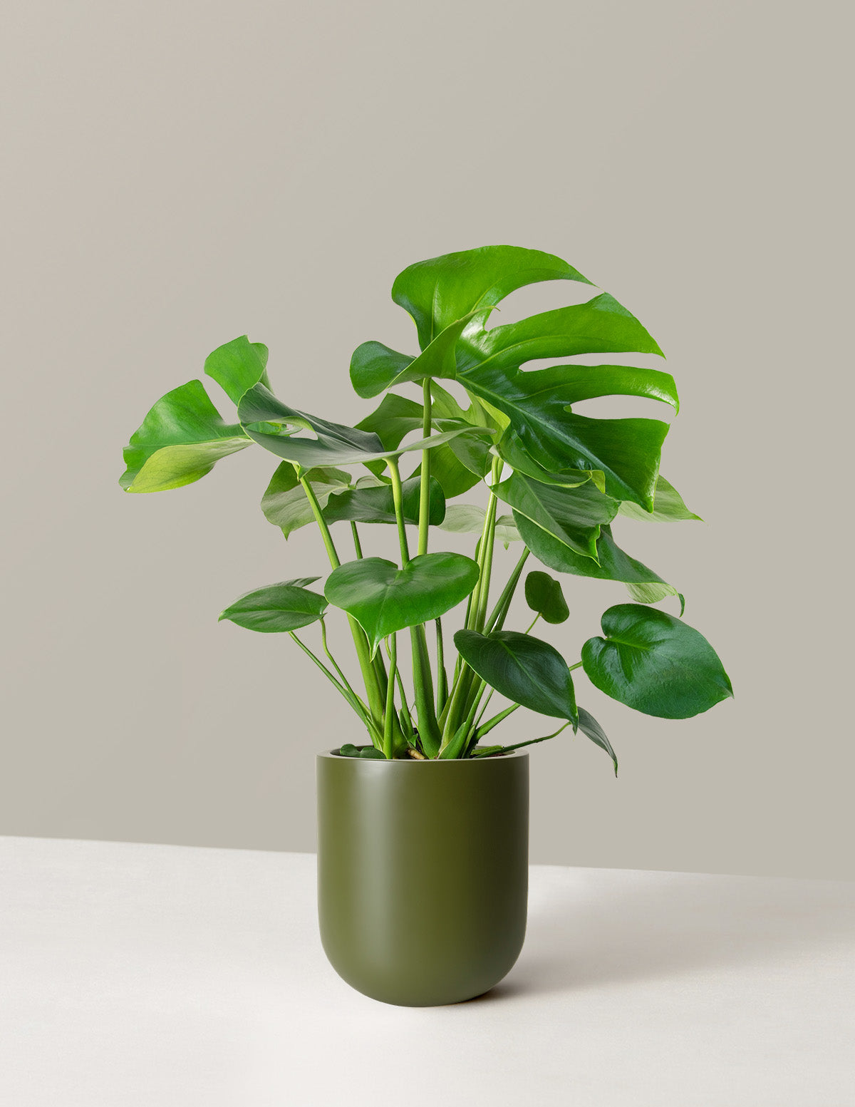 Whether to Keep Your Plant in Its Grow Pot or Pot It - The Sill