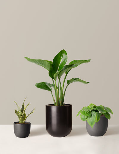 Top Ten Plant Care Tips for Houseplants & Indoor Plants - The Sill