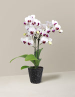 Petite White Orchid