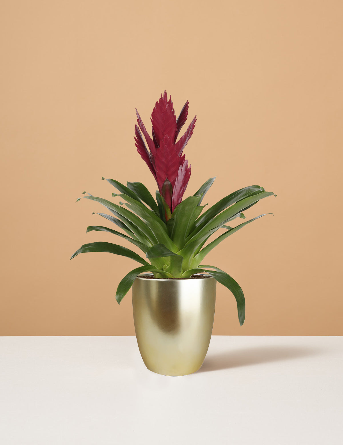 Bromeliad Vriesea Albertina Maroon