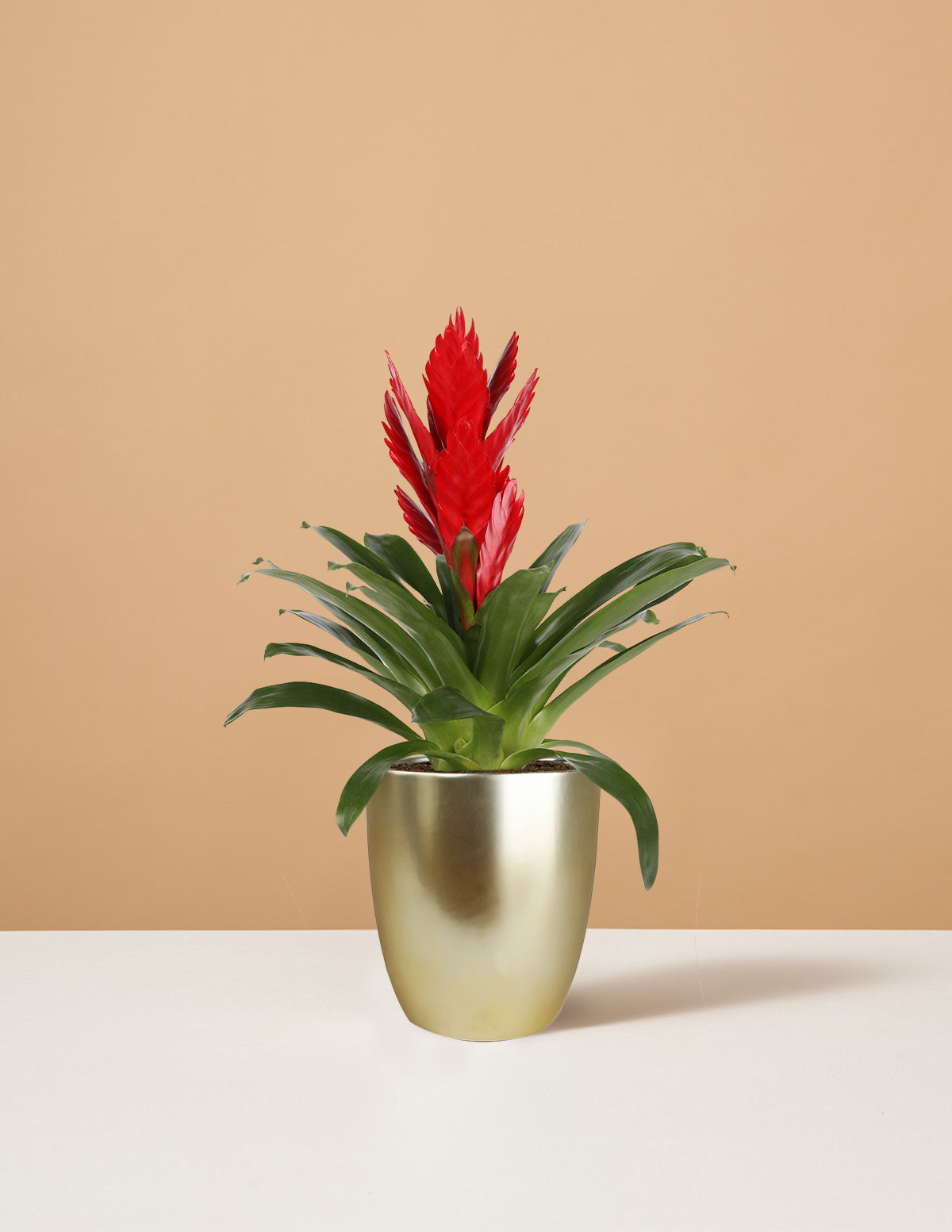 Bromeliad Vriesea Intenso The Flowering Delivery Sill | Red Houseplants for 