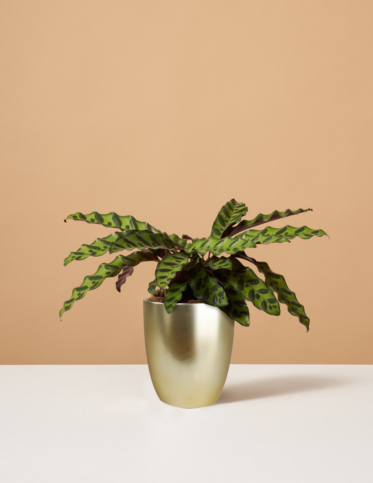 Calathea Rattlesnake