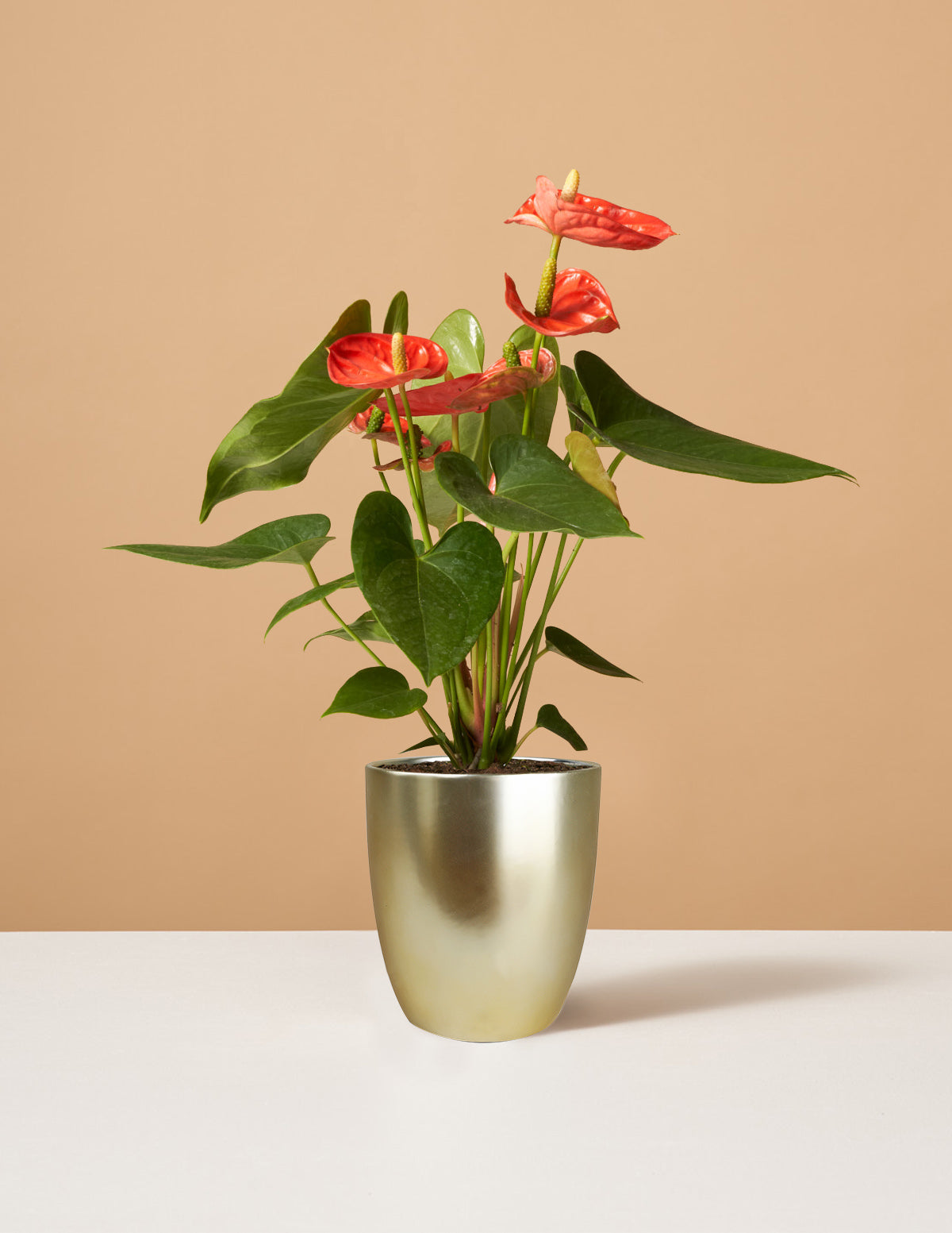 Flowering Houseplants, Shop Online, Delivered To You