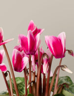 Cyclamen White Edge