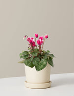 Cyclamen White Edge