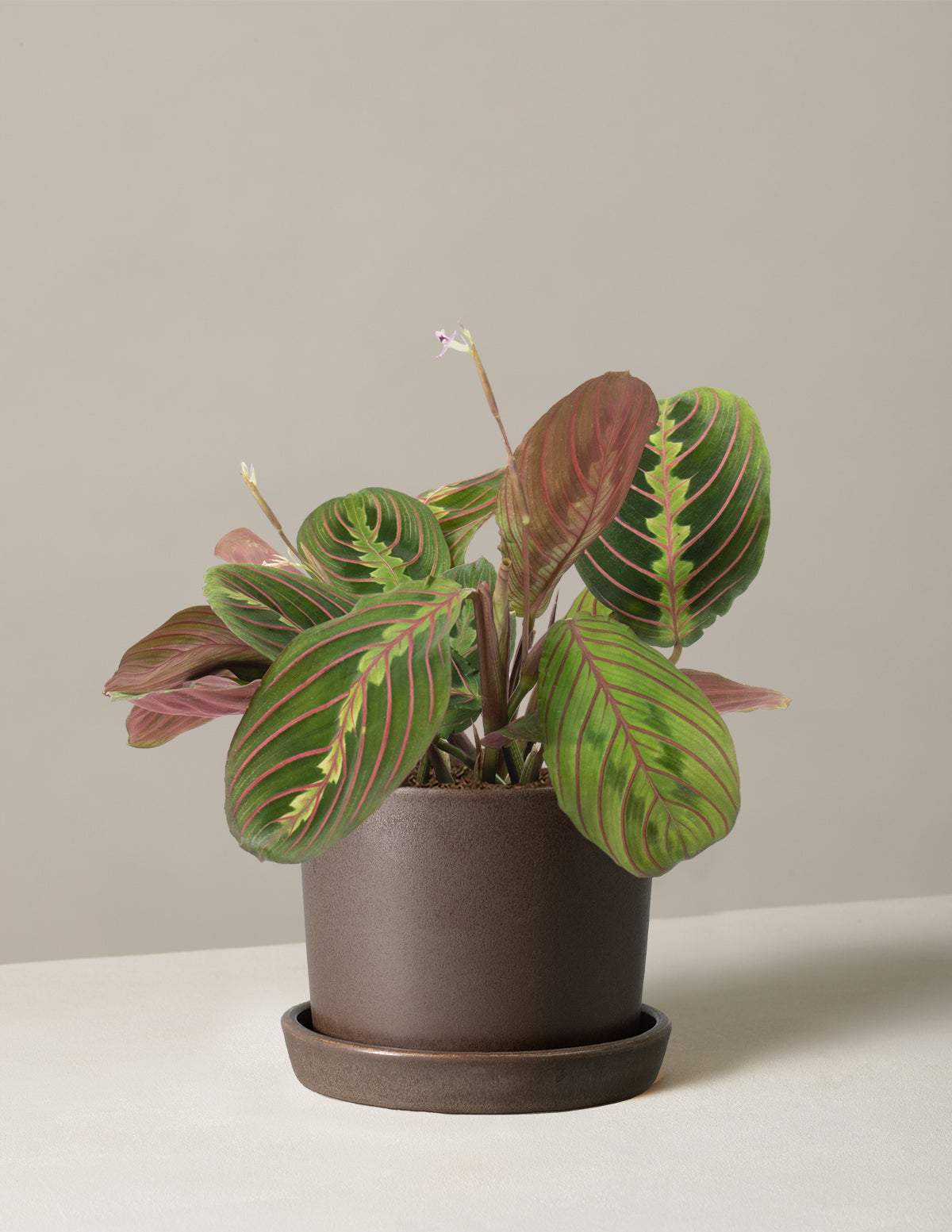 Maranta Red