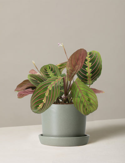 Maranta Red