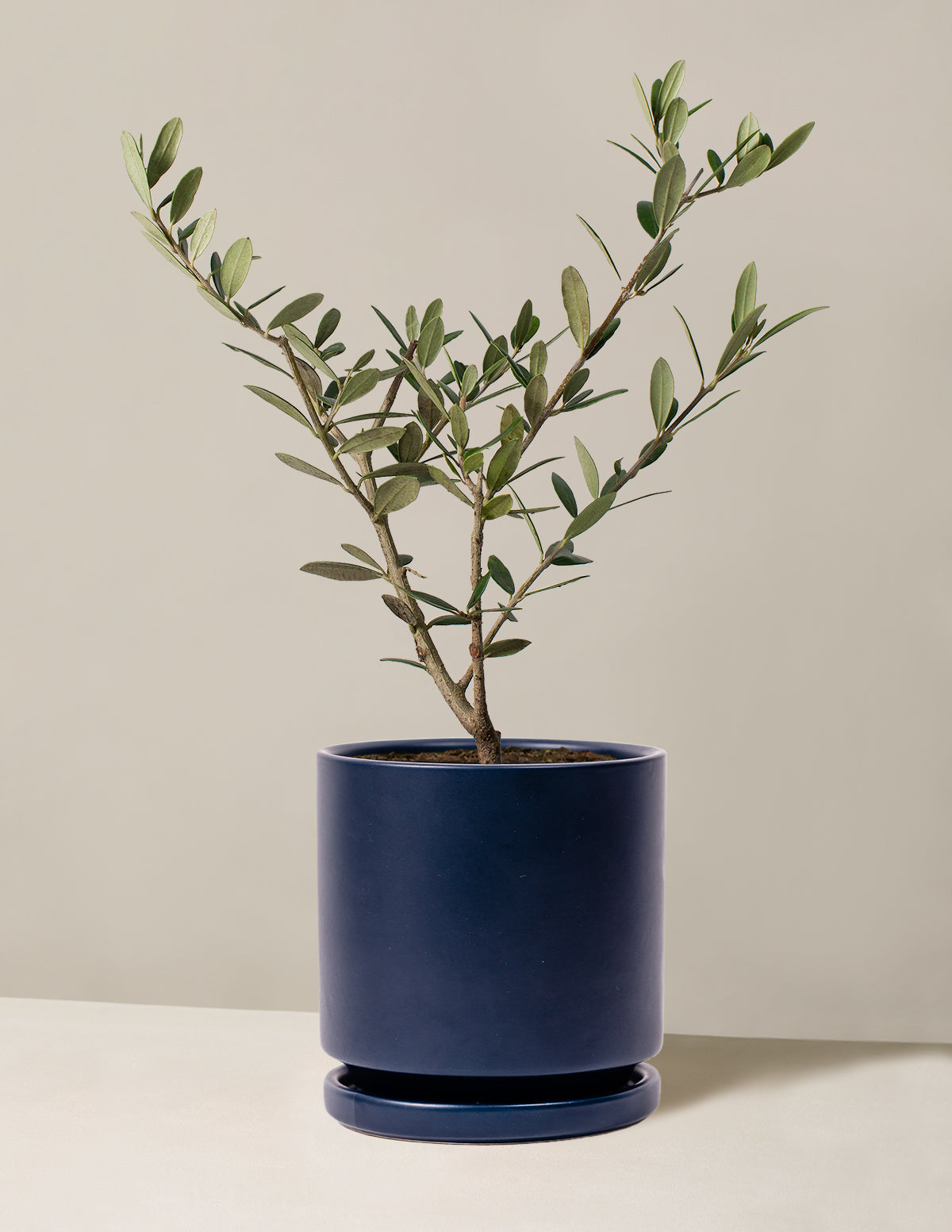 Olive Tree (Olea Europaea) Indoor Houseplant