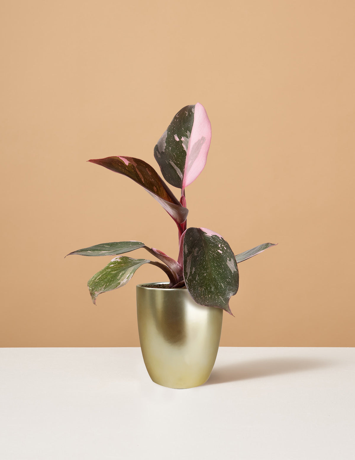 Philodendron Pink Princess