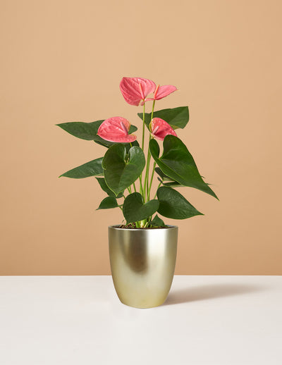 Pink Anthurium