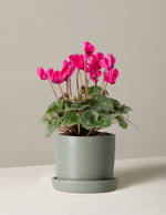 Cyclamen